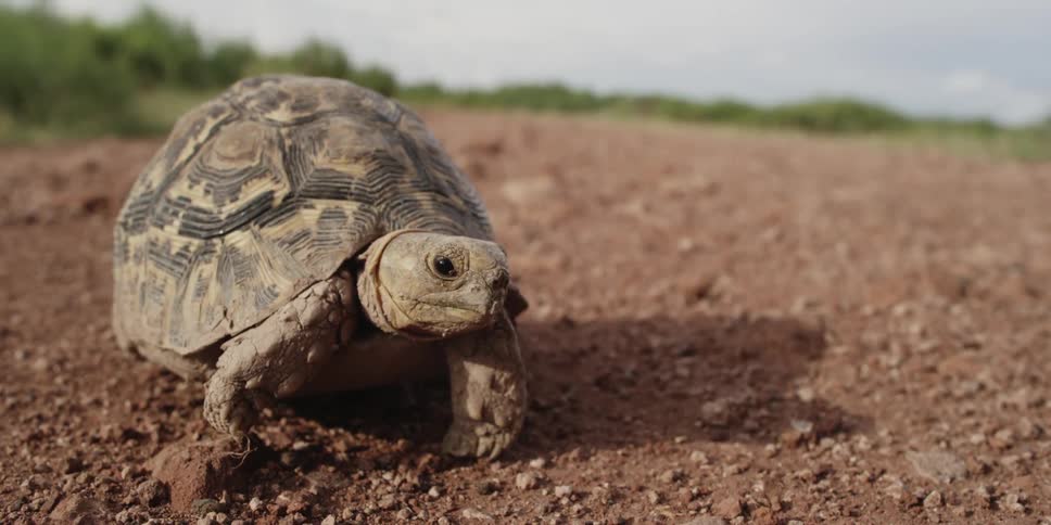Tortoise in the wilderness