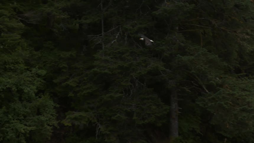 A majestic bald eagle soars gracefully in slow motion against a backdrop of a dense, dark evergreen forest