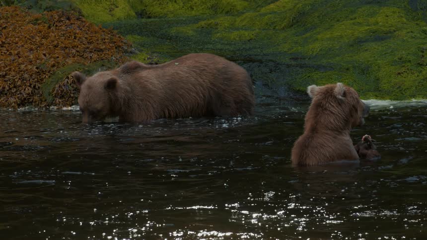 A mother grizzly bear and her cub wade in a river, foraging for food near a mossy bank