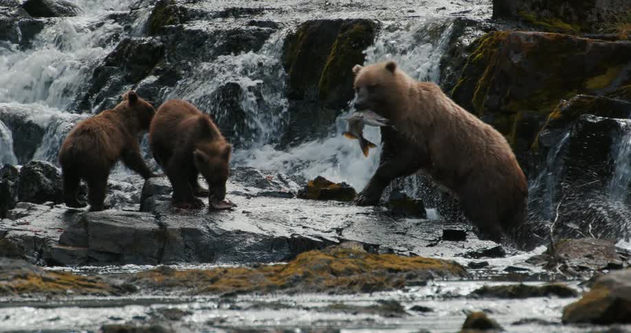 A mother brown bear carries a freshly caught salmon to her two waiting cubs on the rocks beside a rushing waterfall