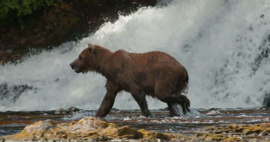 A majestic brown bear wades through a shallow river in slow motion, with a powerful waterfall cascading over rocks in the background