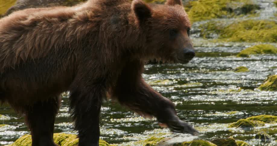 A young brown bear cub cautiously walks along the mossy rocks of a sunlit river in slow motion