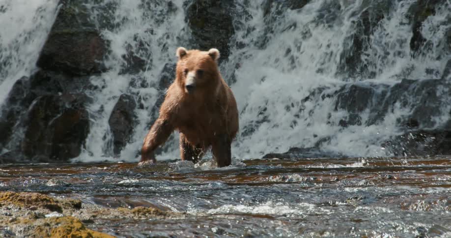 A powerful brown grizzly bear wades through a shallow river at the base of a cascading waterfall in slow motion