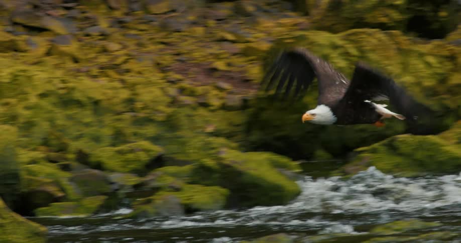 A majestic Bald Eagle takes off from a rock in a flowing river and soars over the water in slow motion