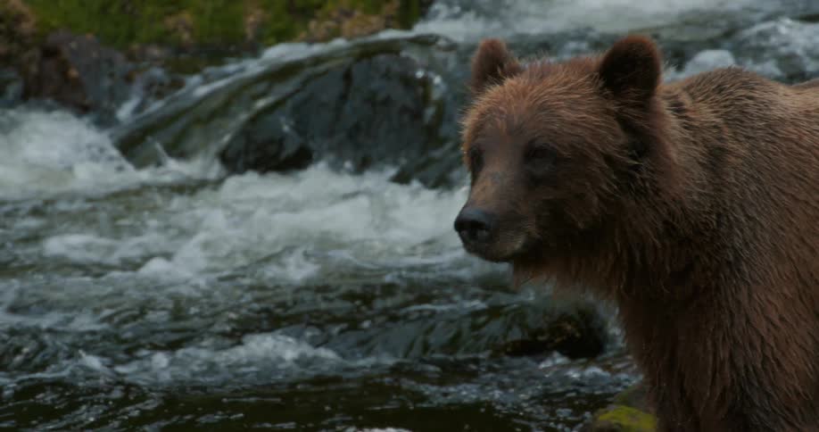 A majestic brown bear stands patiently on the rocky shore of a rushing river, watching intently for its next meal