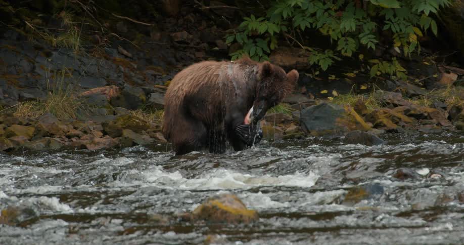 A powerful brown bear splashes through a rushing river in slow motion, successfully catching a salmon and holding it in its mouth