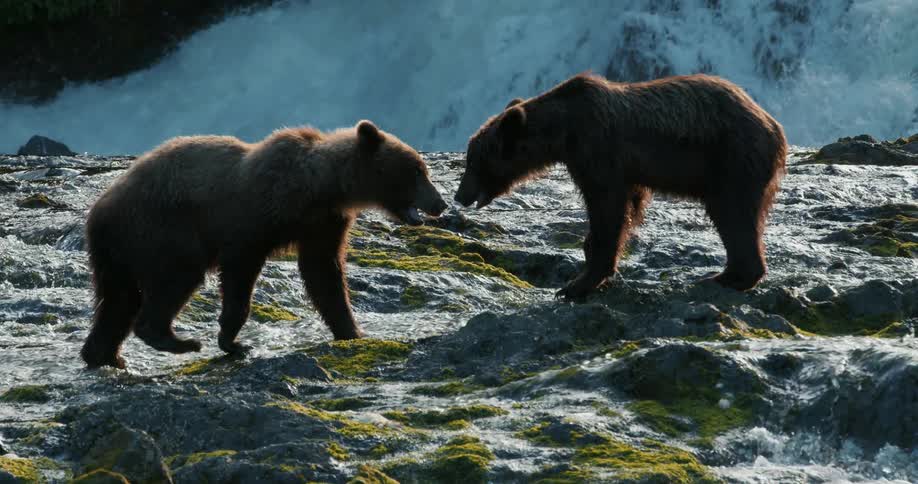 Two brown bears have a tense standoff in a rushing river below a waterfall in dramatic slow motion