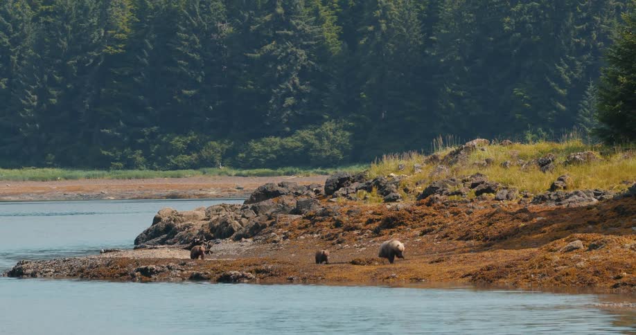 A mother grizzly bear leads her two cubs along a rocky, seaweed-covered shoreline as they forage for food in their natural habitat