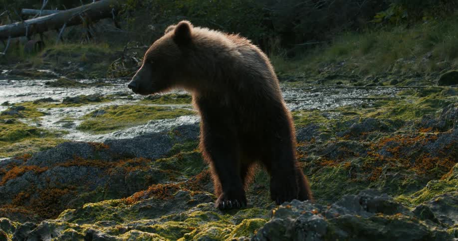 A curious grizzly bear stands alert on a mosscovered rocky shore before turning and walking away