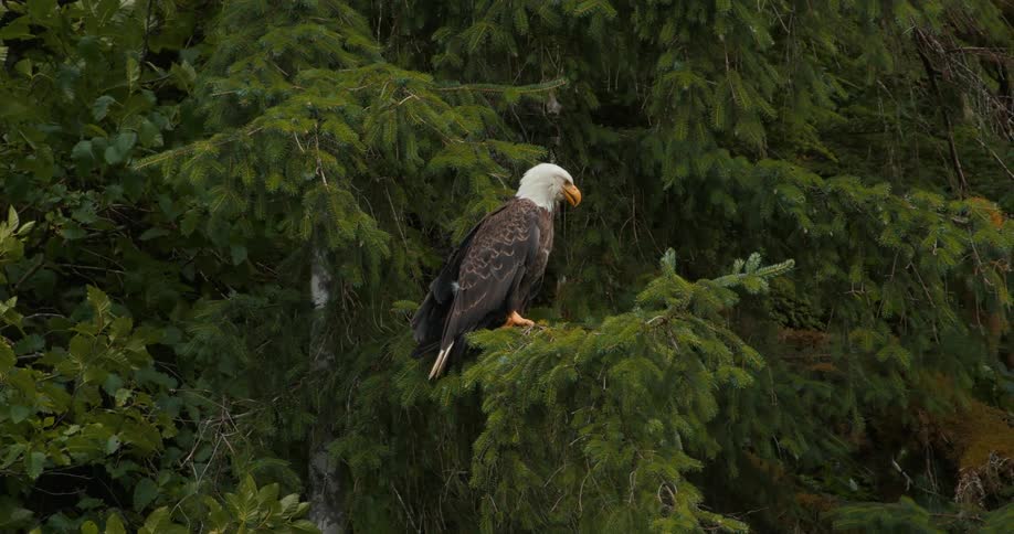 A majestic Bald Eagle perches on an evergreen branch in a lush, dense forest, occasionally looking around its natural habitat