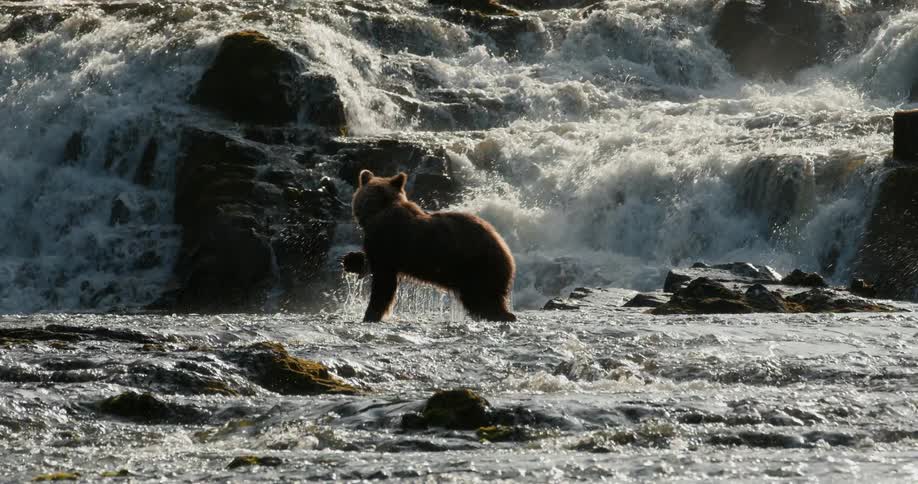 A majestic grizzly bear hunts in a rushing river, successfully catching a salmon in front of a powerful waterfall in slow motion