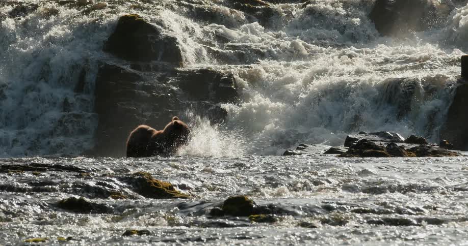 A majestic brown bear wades through a sunlit turbulent river and shakes off water with a mighty waterfall cascading in the background