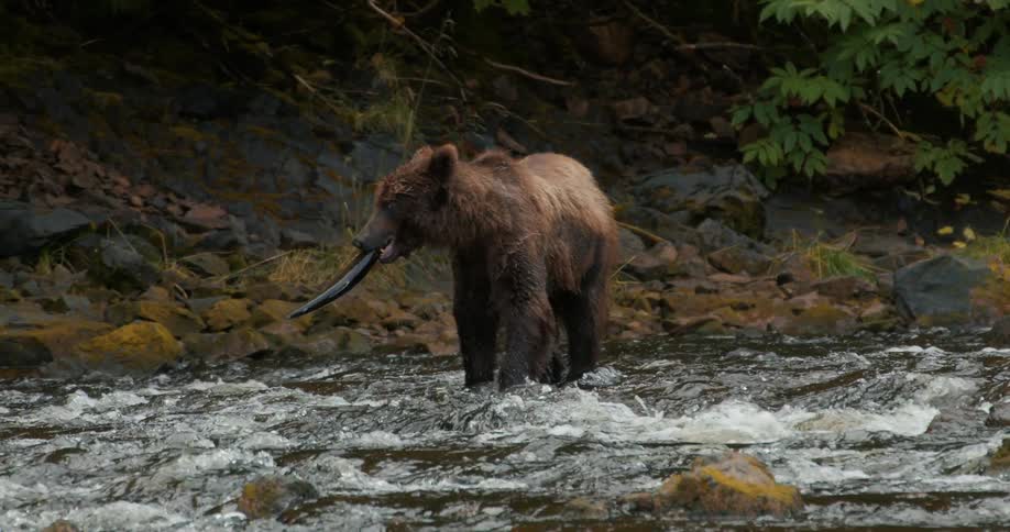 In slow motion, a wet grizzly bear stands in a rushing river with a freshly caught salmon in its jaws