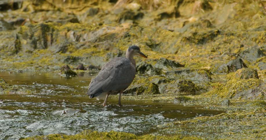 A Great Blue Heron patiently hunts for and catches a small fish in a shallow, mossy stream