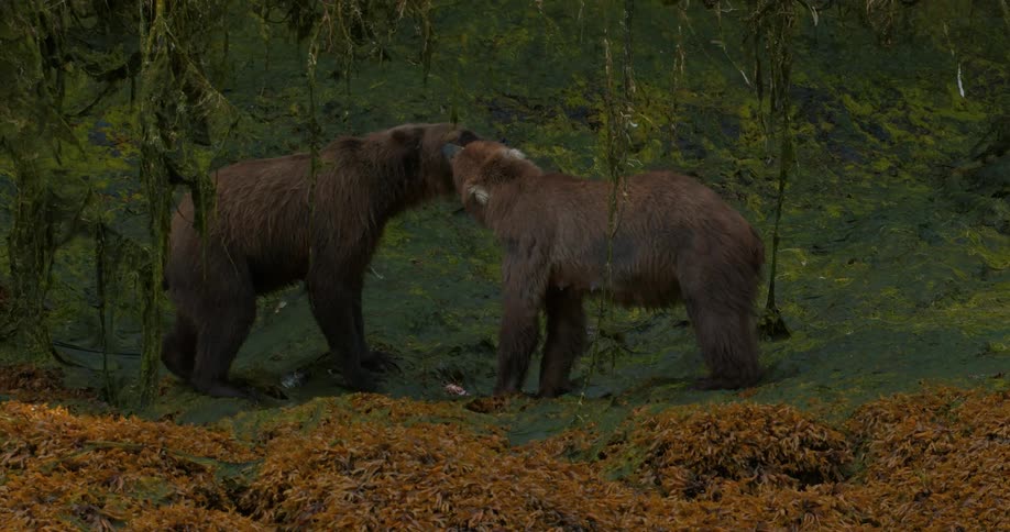 A young brown bear walks cautiously through a vibrant green landscape and approaches another bear eating a fish