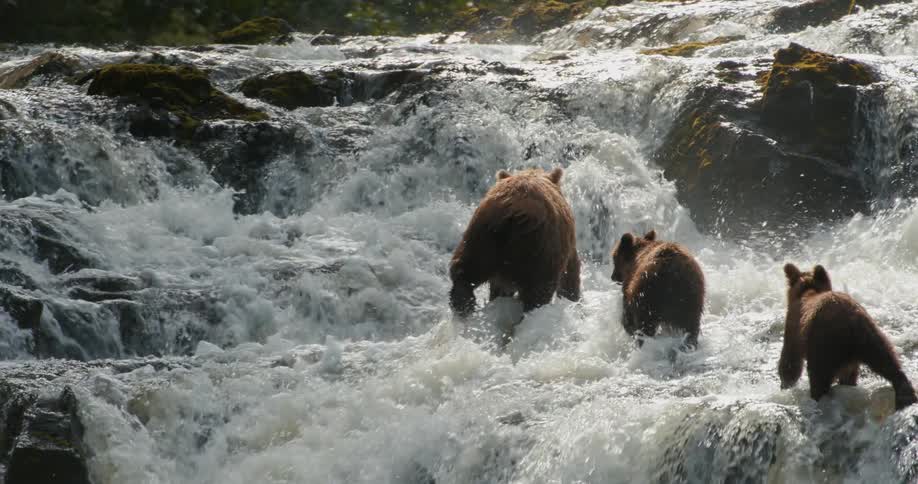 A mother brown bear catches a salmon and leads her two cubs up a powerful, rushing waterfall in slow motion