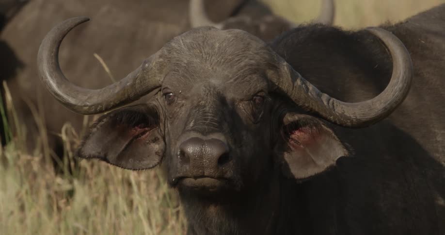 Water buffalo in a grassy area