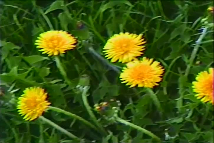 A vintage top-down shot pans across bright yellow dandelions blooming in a field of green grass