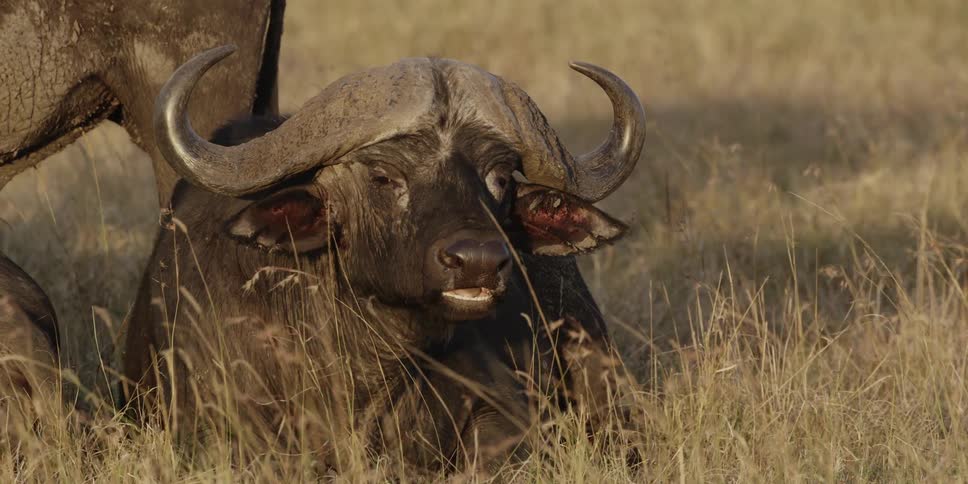 An ox lying on the ground chewing