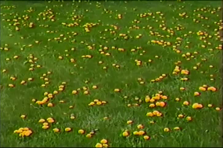 A wide pan shot reveals a lush green field full of bright yellow dandelions in bloom