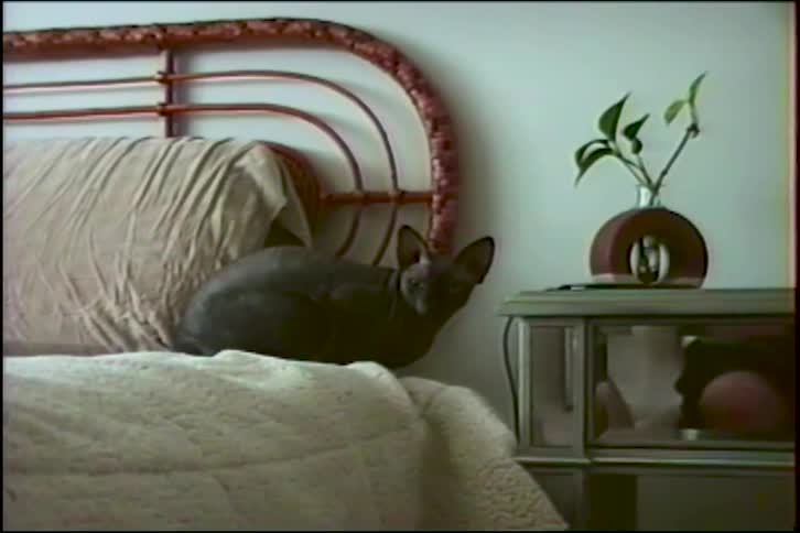 A curious dark hairless Sphynx cat sits on a bed looking around the room in this vintage home video