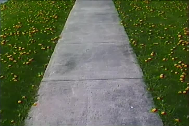 A retro VHS-style static shot of a concrete sidewalk cutting through a bright green lawn filled with yellow dandelions