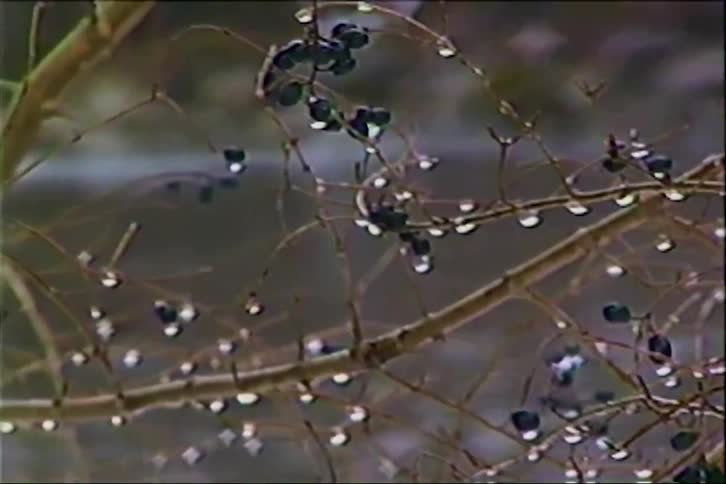 A slow pan reveals dew-covered branches and dark berries on a cool, misty morning