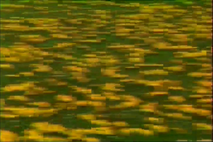 An abstract, motion-blurred shot pans quickly across a green field covered in yellow wildflowers