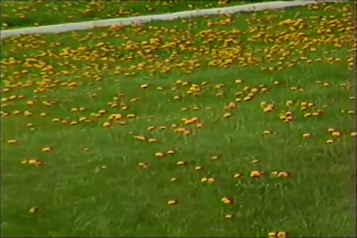 A vintage clip of an SUV driving down a suburban street before the camera tilts to reveal a lawn full of yellow dandelions