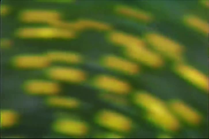 A disorienting and abstract out-of-focus shot of moving green and yellow patterns, creating a dreamy, vintage effect
