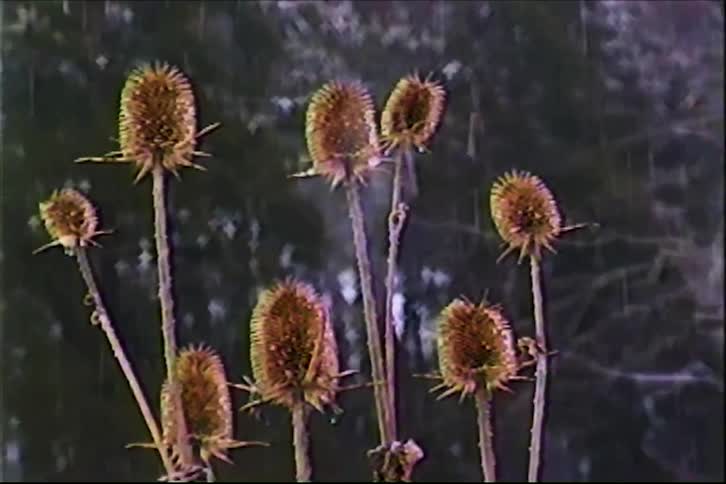 A moody vintage close-up shot zooms out from dried teasel plants as rain falls gently in the background
