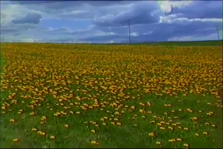 Vintage footage zooms out on a vast field of yellow dandelions covering a green meadow under a cloudy sky