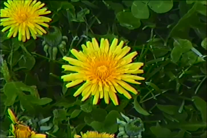 A vintage top-down shot slowly zooms in on a bright yellow dandelion flower in a field of green grass