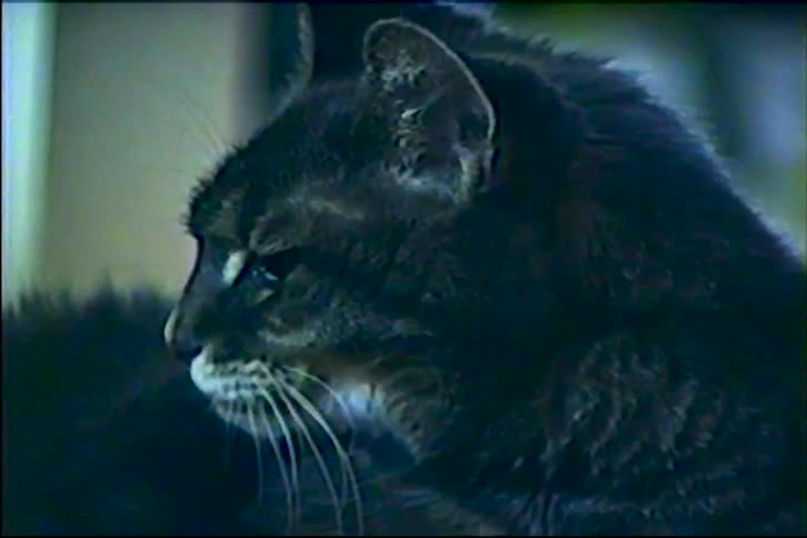 A grainy vintage VHS close-up of a dark domestic tabby cat grooming its paws and fur
