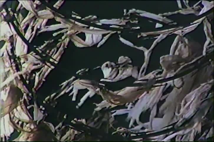 A slow-moving close-up reveals the intricate and eerie details of an abstract, organic-looking art installation