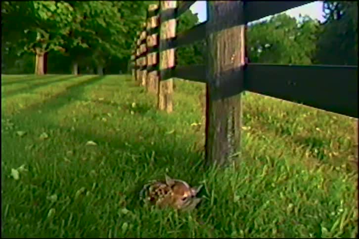 A newborn fawn with white spots rests peacefully in the vibrant green grass next to a rustic wooden fence
