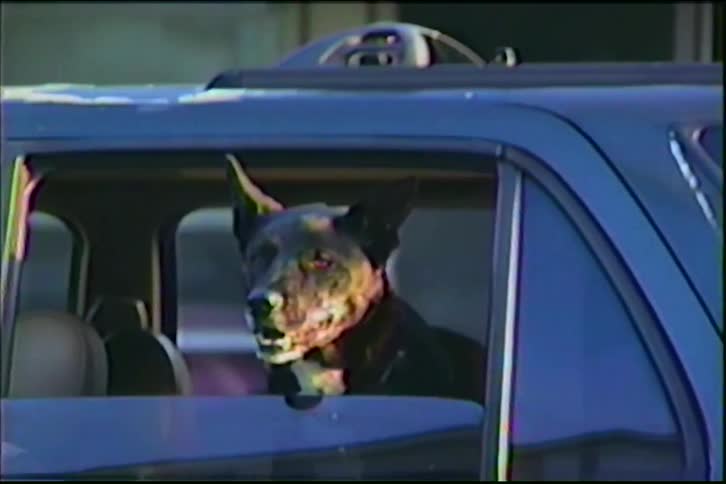 Vintage VHS footage shows a sleepy black dog with pointy ears giving a big yawn in the back of an SUV