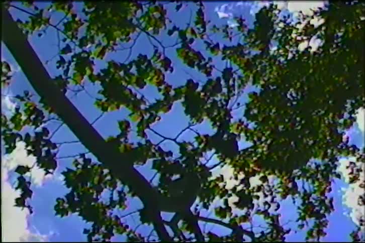 Vintage low-angle shot of the sun shining brightly through the leaves of a tree on a summer day