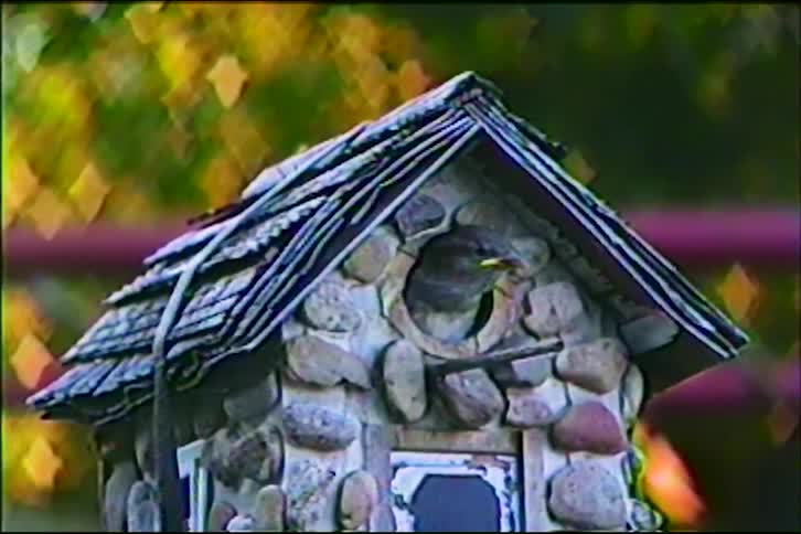A parent bird feeds its hungry chick peeking out of a rustic stone birdhouse in this charming vintage clip