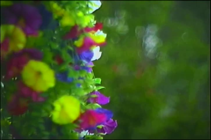 A slow pan across a hanging basket overflowing with vibrant, multi-colored flowers in a lush garden
