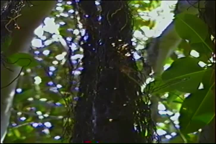 Sunlight filters through a dense jungle canopy, backlighting tangled vines hanging from the trees