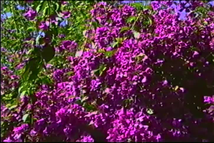 A slow zoom into a vibrant magenta bougainvillea bush blooming in the bright sunshine