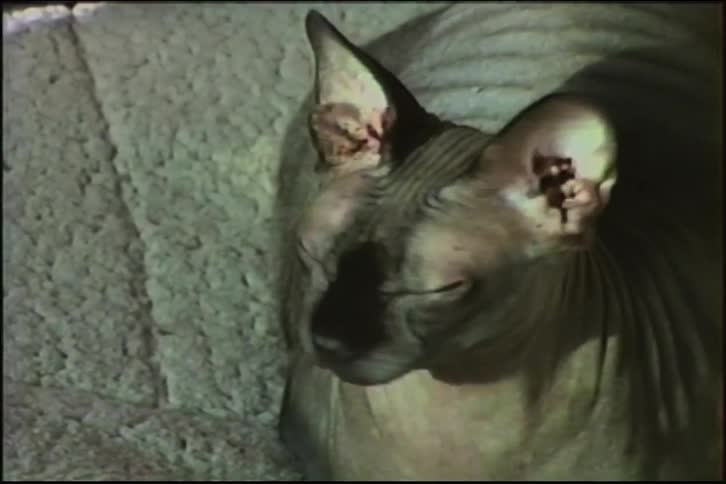 A mesmerizing close-up of a mysterious Sphynx cat with glowing green eyes, captured on vintage film