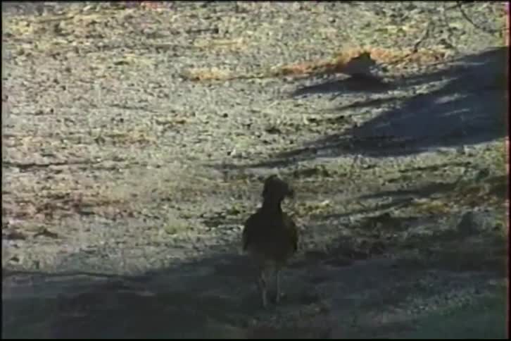 A Greater Roadrunner stands on a dry patch of desert ground with freshly caught prey in its beak