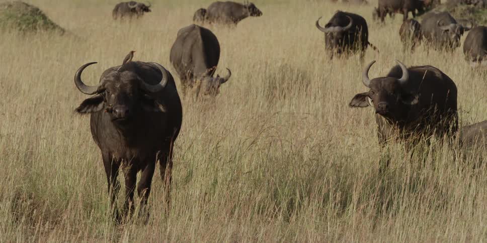 African buffalo stand in tall grass