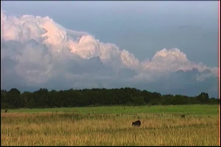 A lone cow stands in a golden field under a sky filled with dramatic storm clouds