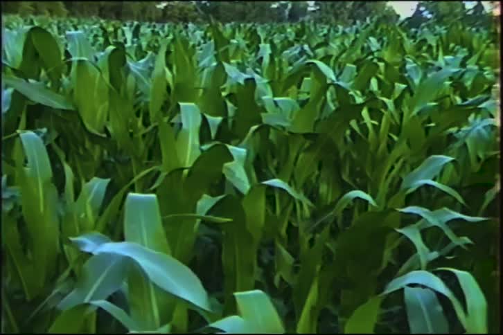 A slow pan across a vibrant green cornfield with leaves rustling in a gentle breeze