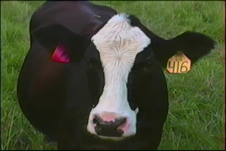 The camera slowly zooms in on a black and white cow's face, focusing on its yellow ear tag numbered 416