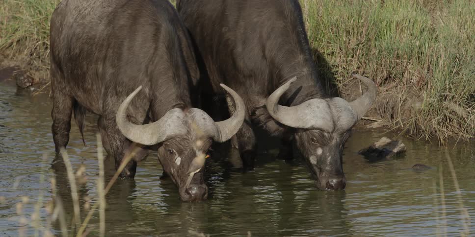 Two water buffalo stand in the water drinking