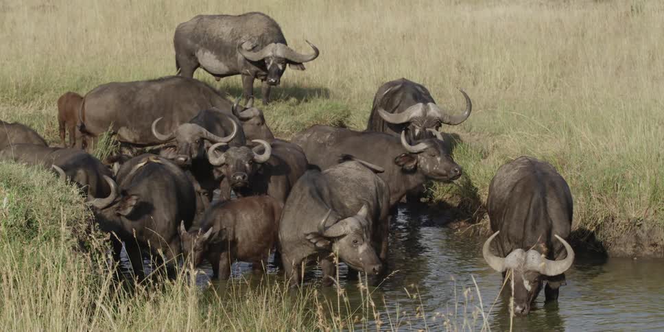 African buffalo drink from and stand near a small pond
